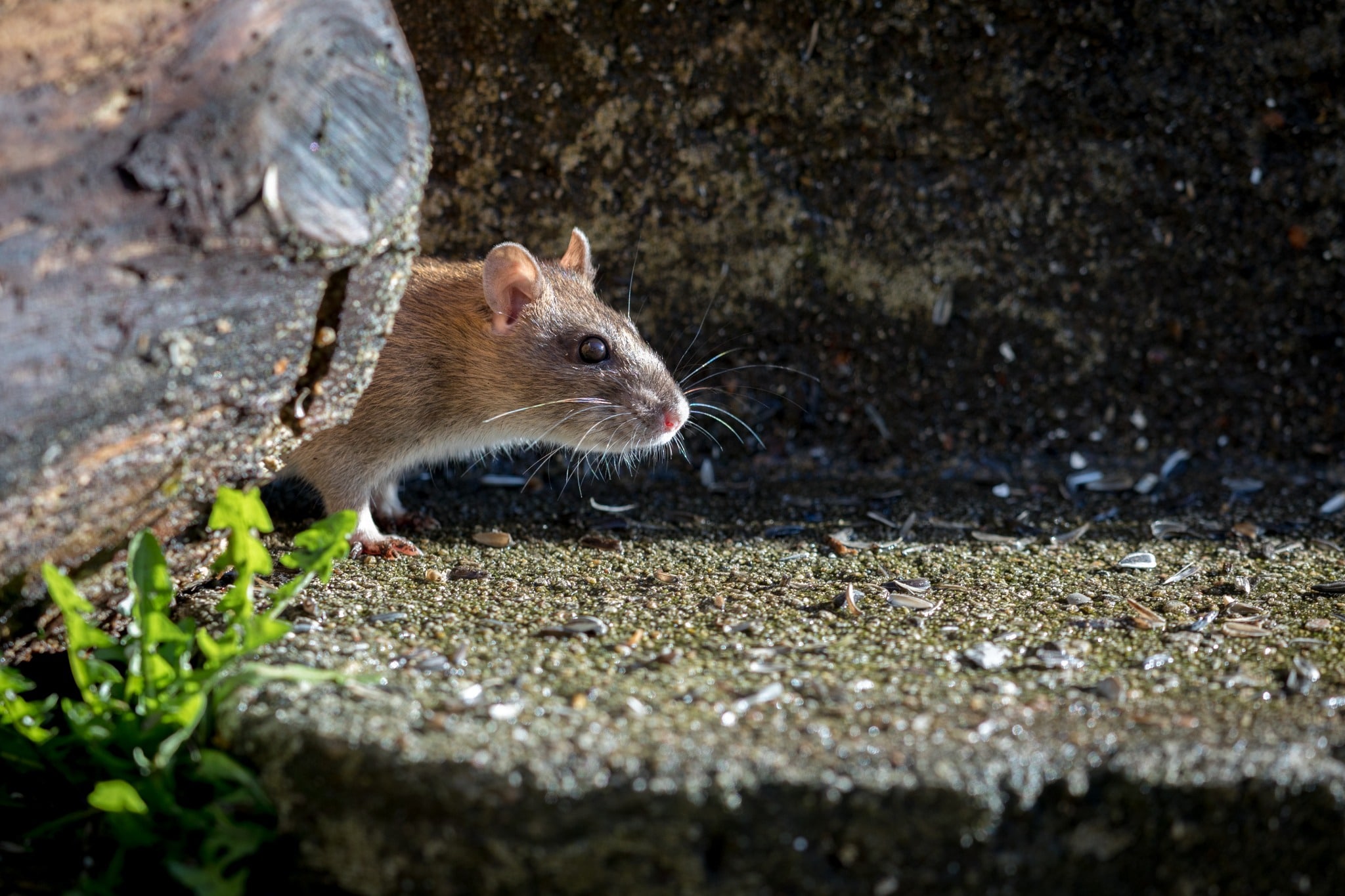 A rat peaking out from behind a rock.