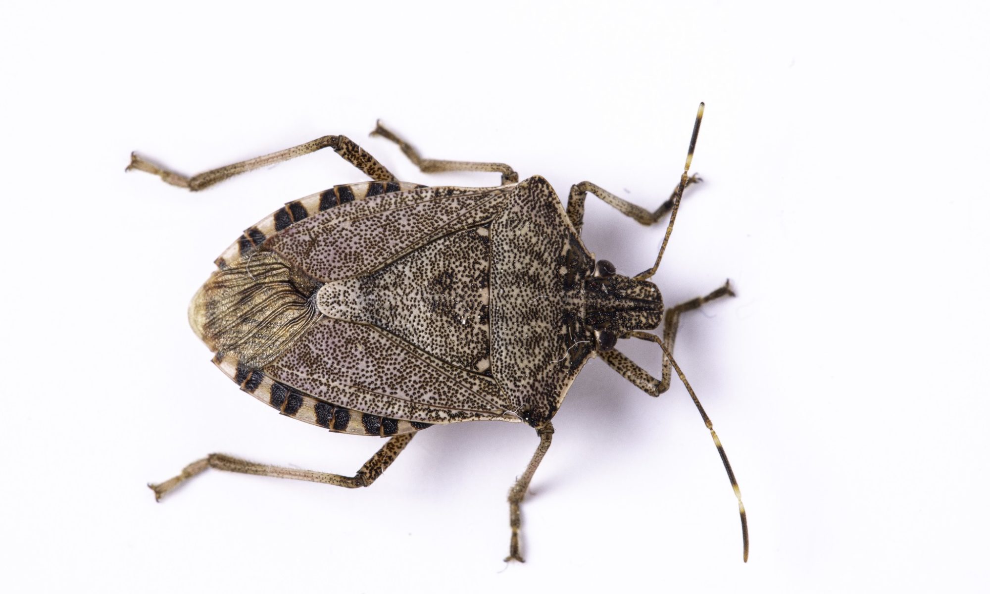 A stink bug on a white background