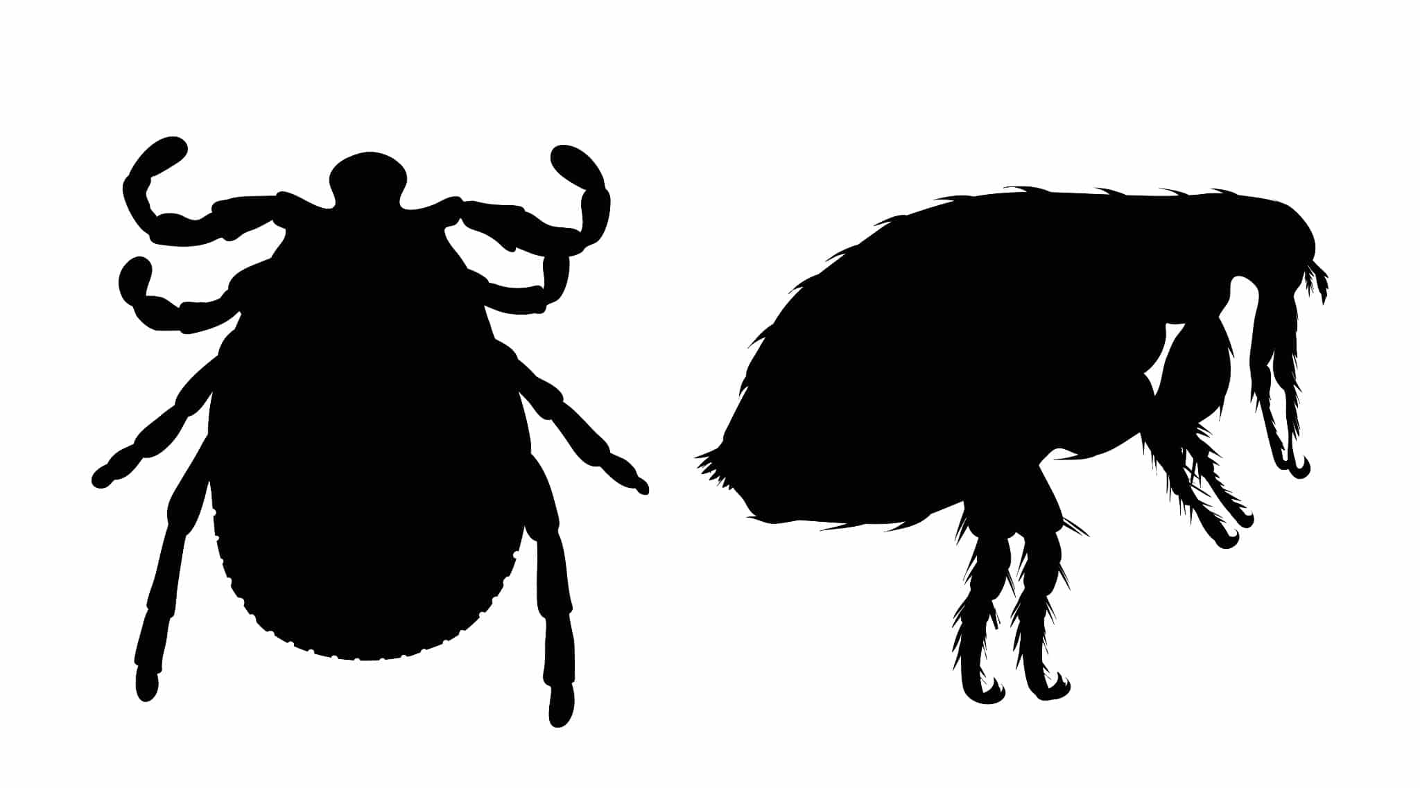 Outlines of a flea vs. tick