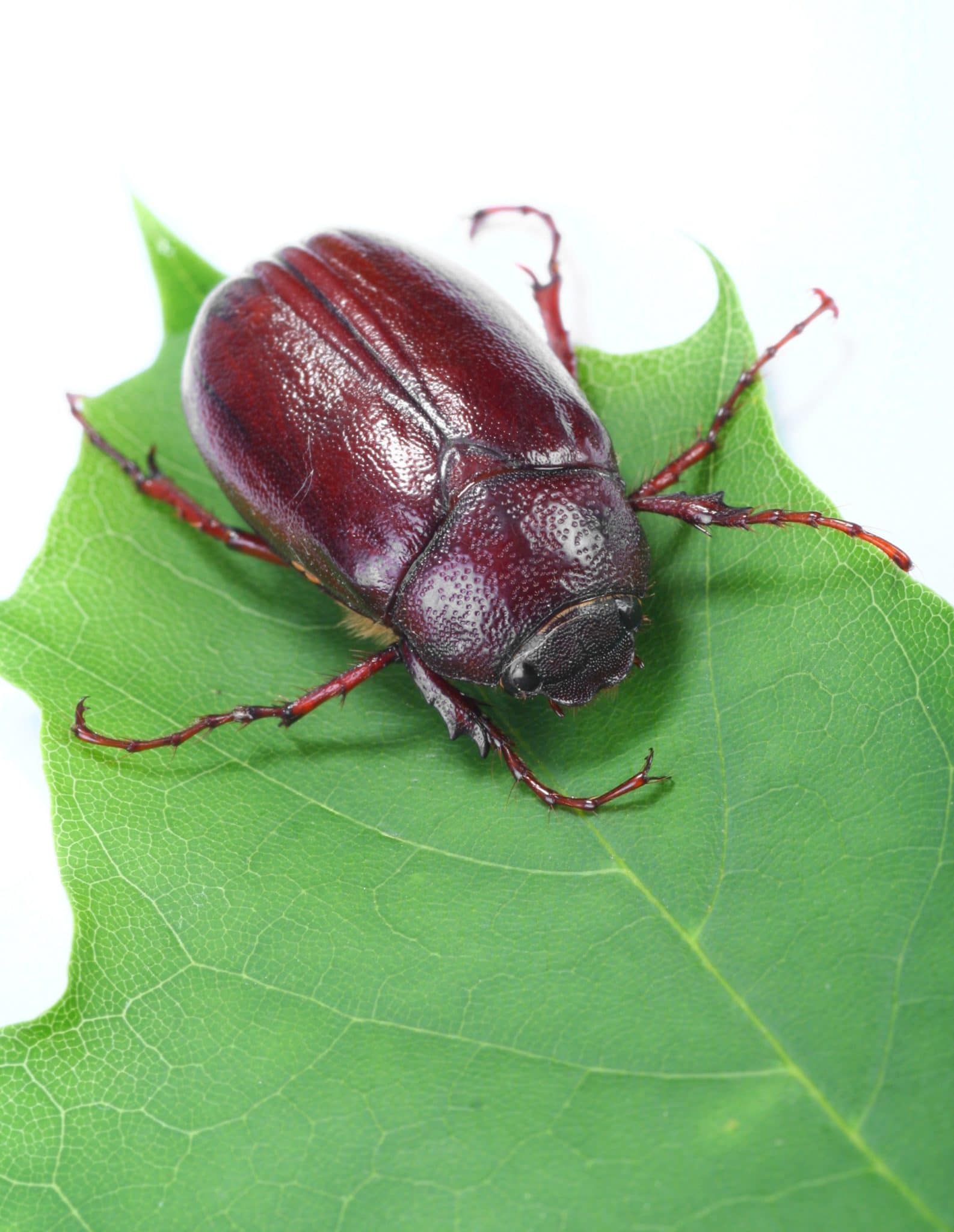 June Bug Tan Shell What Are June Bug - June Beetle Description Life Cycle & Facts