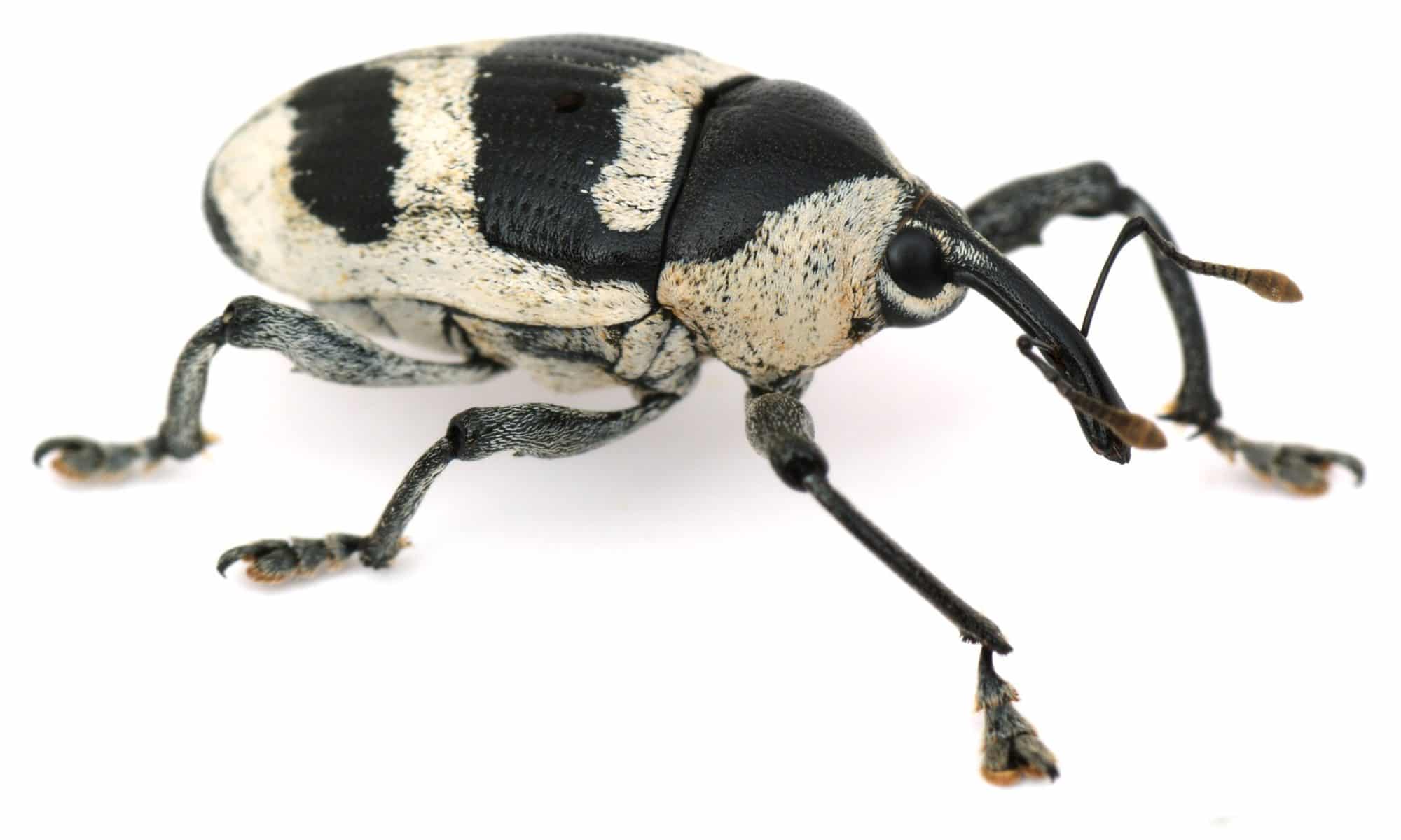 A black and white Weevil on a white background