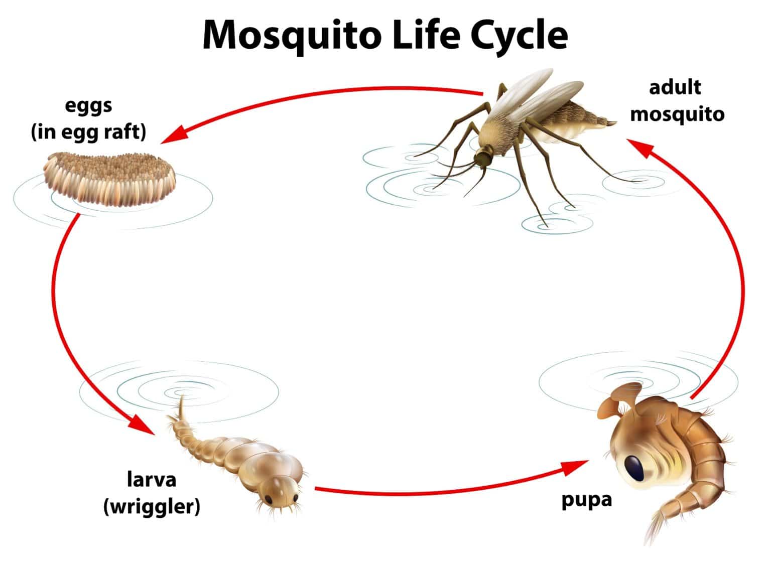 Mosquito Lifespan Guide Bugtech Pest Control 