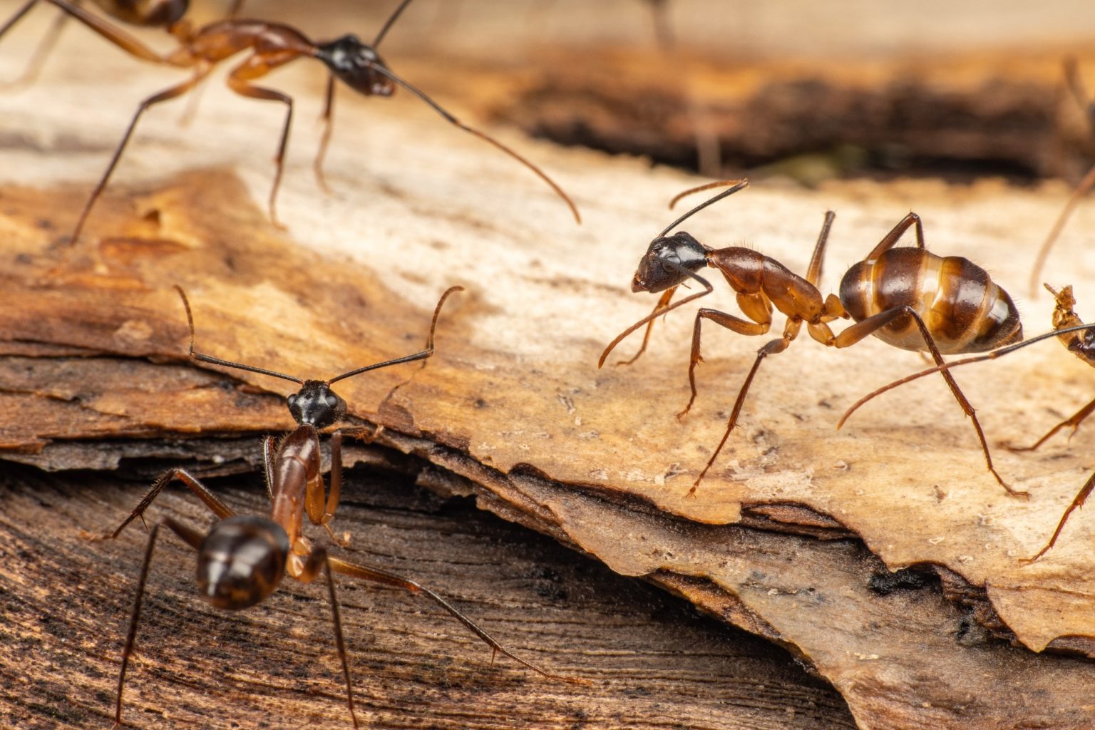 Carpenter Ants On Wood 1536x1024 