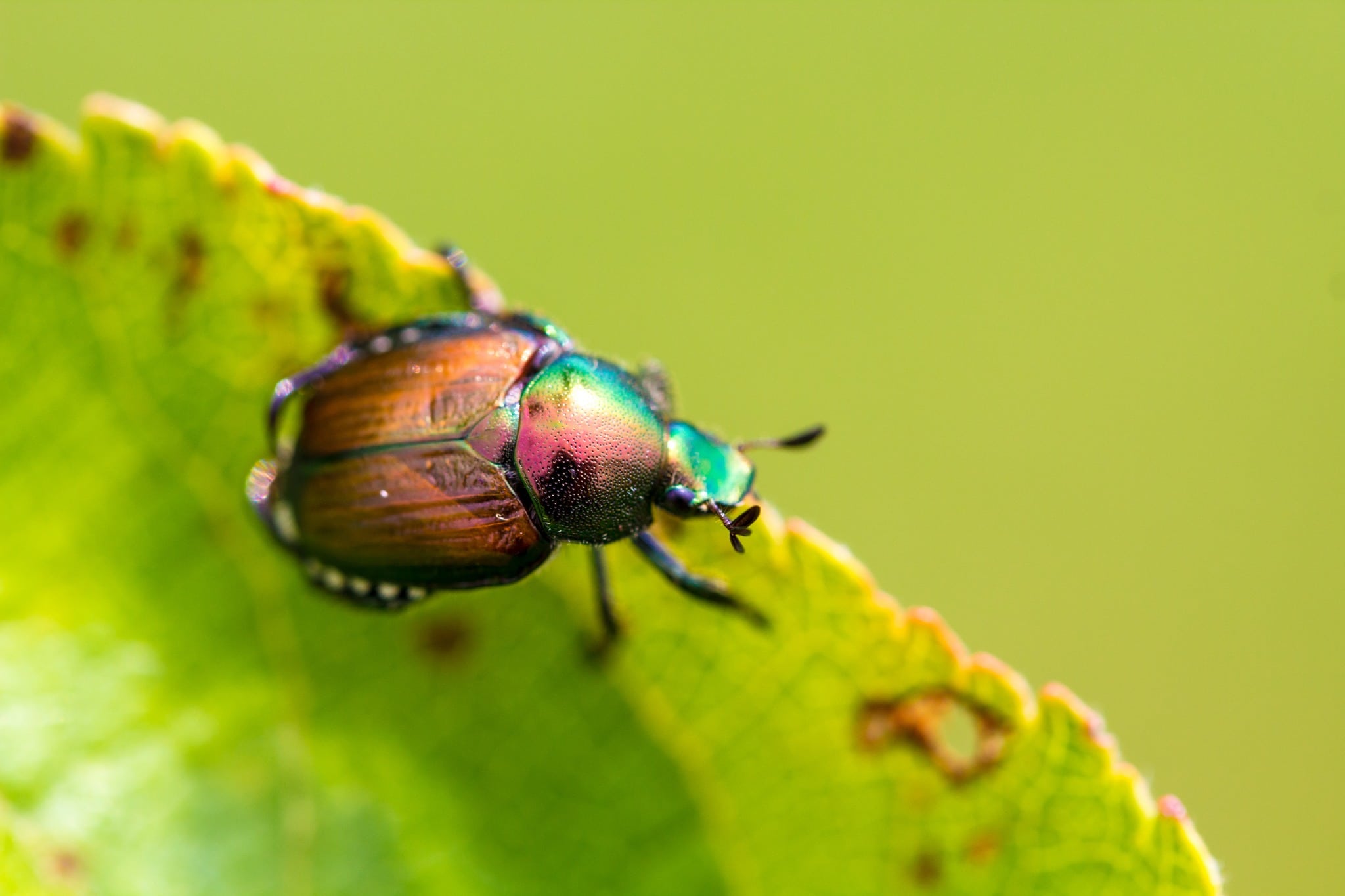 How to Successfully Get Rid of and Prevent Japanese Beetle Grubs