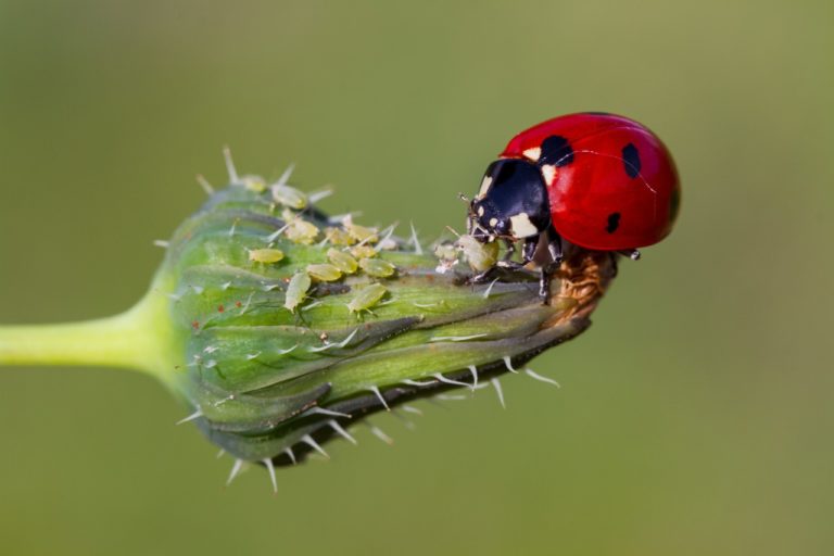 Why Ladybugs are Beneficial Insects for Your Garden | Environmental ...