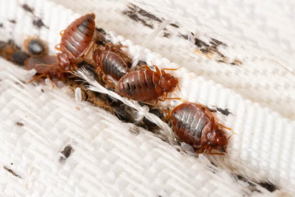 7 Steps To Permanently Getting Rid of Bed Bugs In Your Home