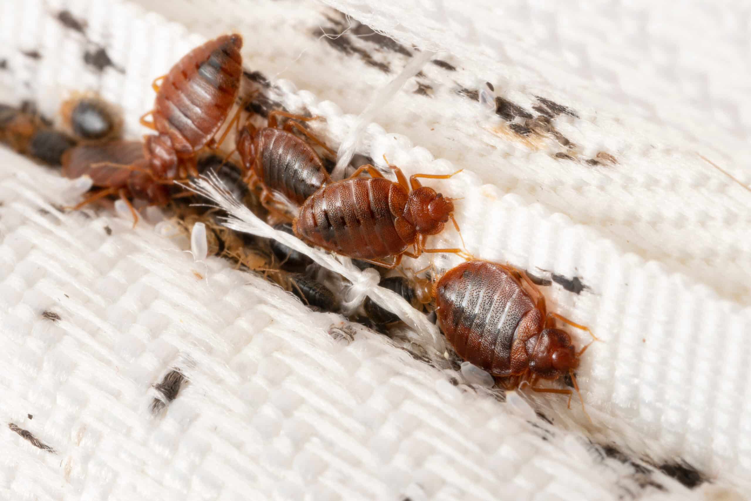Bedbugs colony on the matress cloth macro.