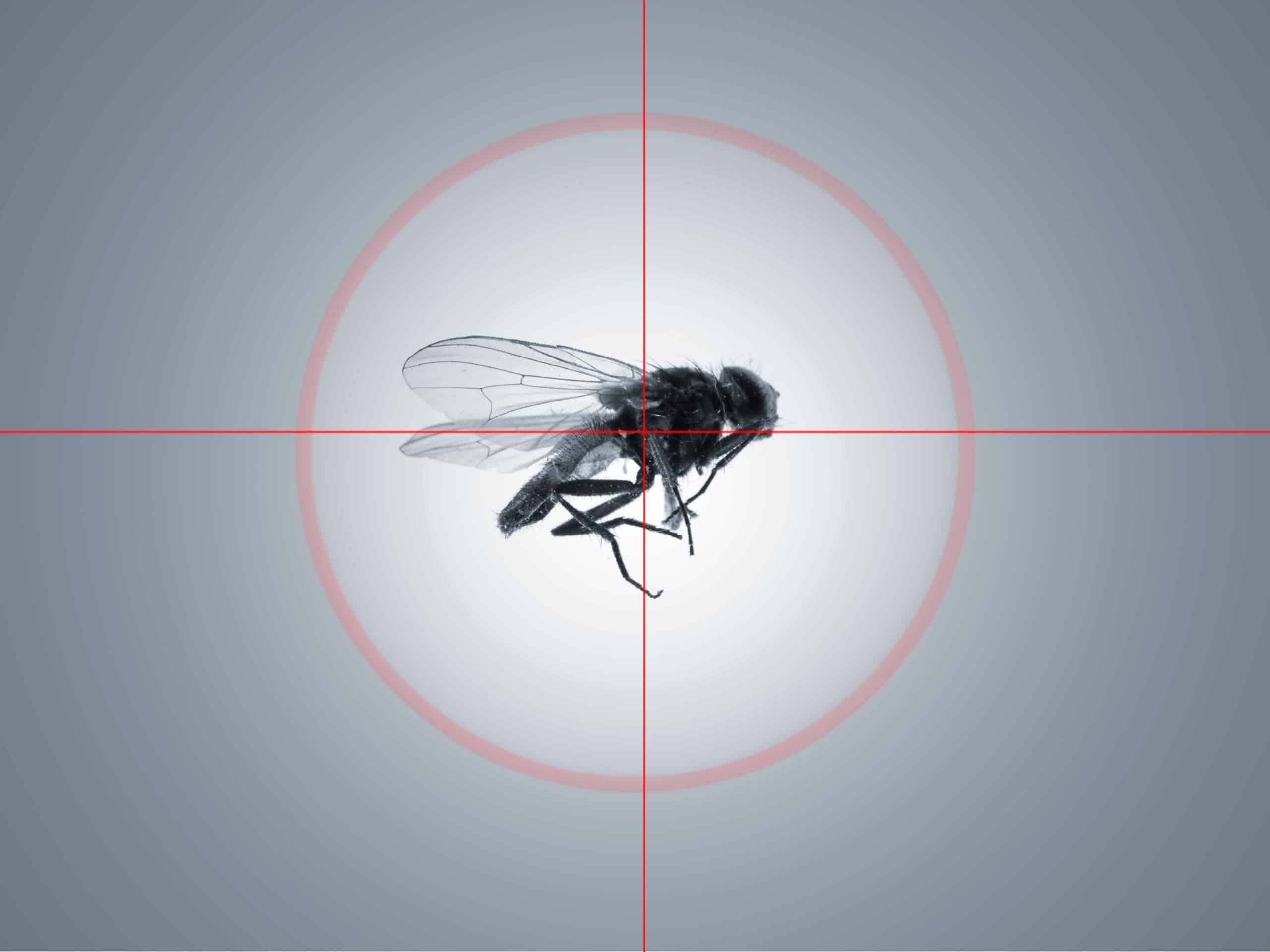 Target Fly