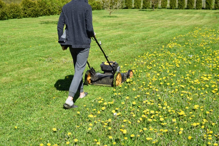 How to Get Rid of Chiggers A Detailed Guide