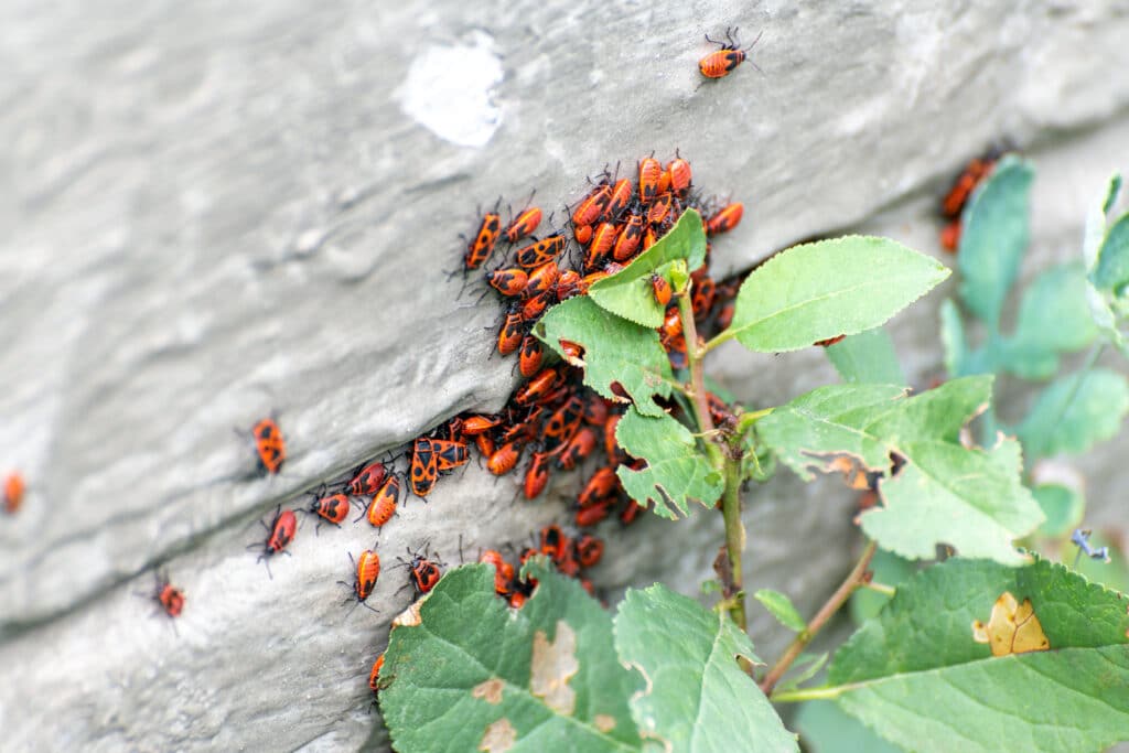 How to Get Rid of Chiggers A Detailed Guide