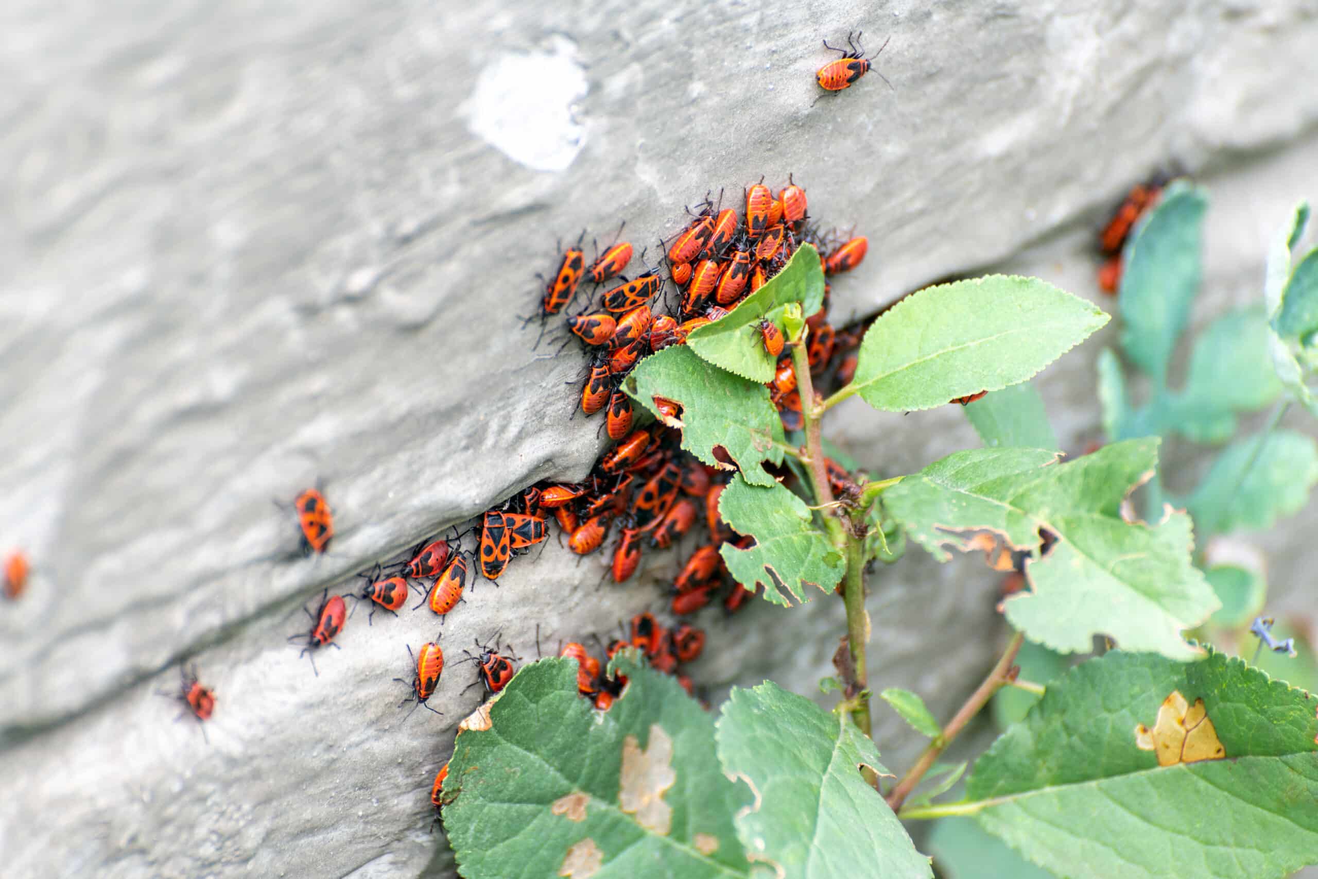 Many red bugs on the foundation of the house