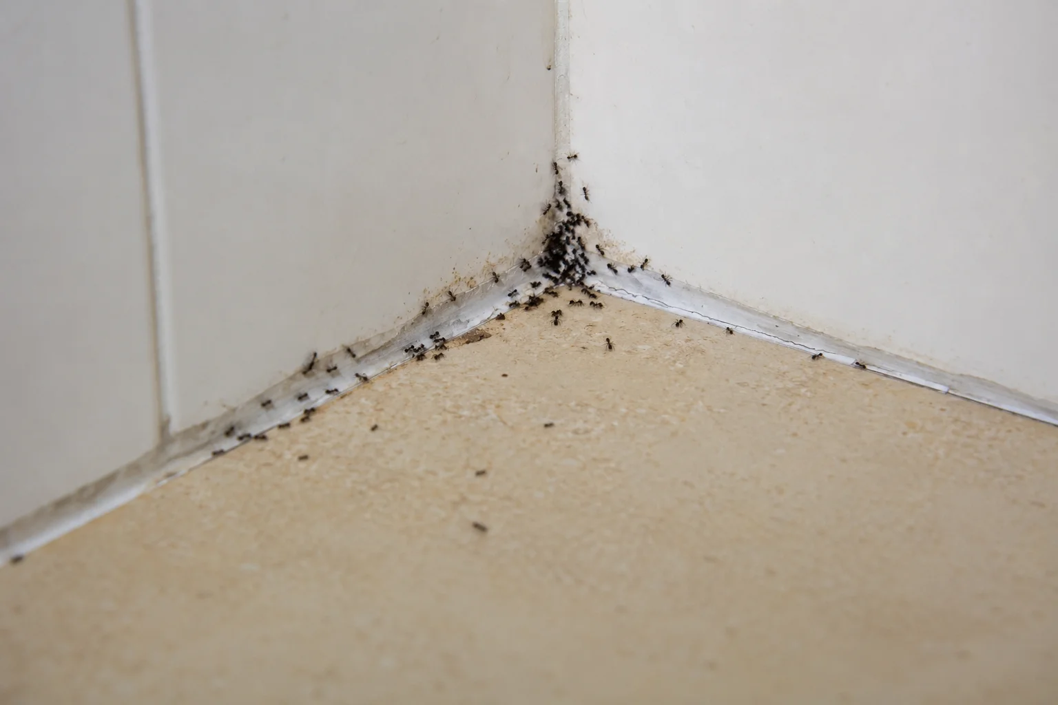 How To Get Rid Of Ants In The House: A Step-By-Step Guide To Stop An Ant Infestation 5 Seal Entry Points And Block Future