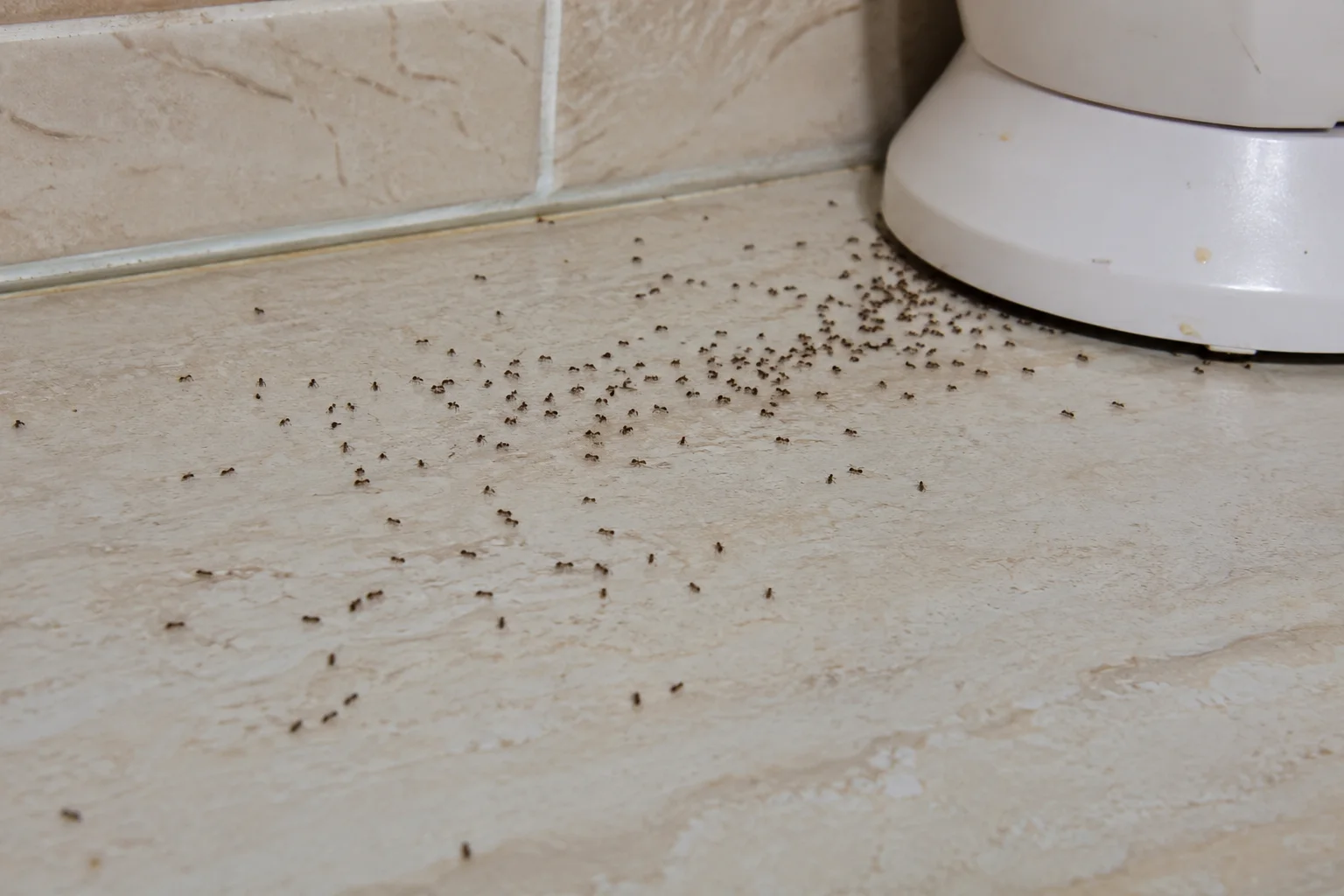 How To Get Rid Of Ants In The House: A Step-By-Step Guide To Stop An Ant Infestation 4 ant kitchen