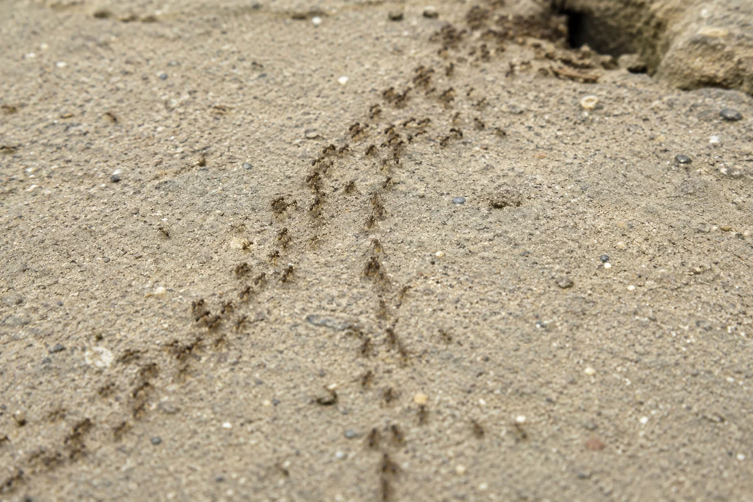 How To Get Rid Of Ants In The House: A Step-By-Step Guide To Stop An Ant Infestation 3 ant trail