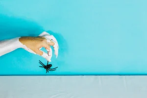 Spider Control